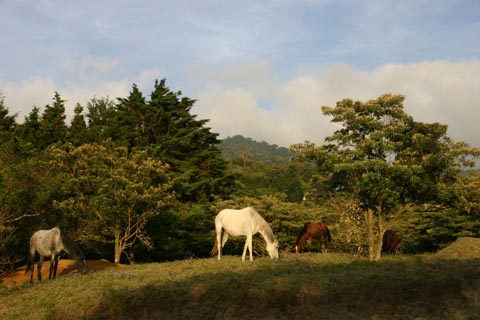 1860-Monteverde