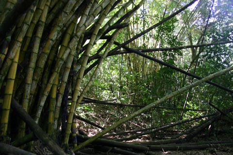 2062-Parc Manuel Antonio