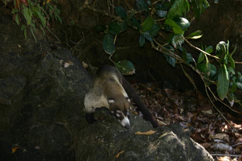 2081-Coati