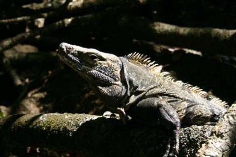 2094-Iguane