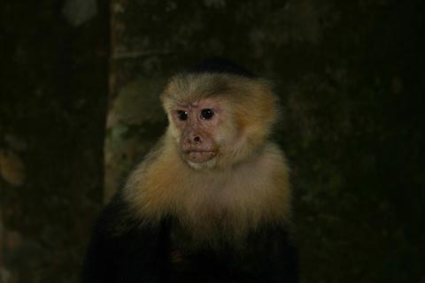 2095-Singe Capucin