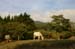 1860-Monteverde