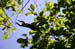 2057-Saut de Singe Capucin