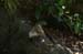 2081-Coati